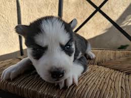 We enjoy sharing our beautiful mini husky puppies with the world. Siberian Husky Puppy For Sale In Sylmar Ca Adn 68305 On Puppyfinder Com Gender Female Age 3 Weeks Old Husky Puppies For Sale Siberian Husky Husky