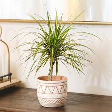 Image result for dracaena