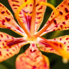 Image result for Embelia libeniana