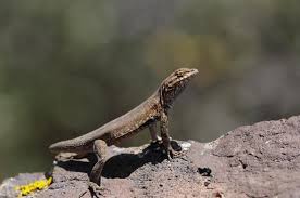 Image result for Sounds Of Lizards Like Sawing Wood