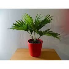 Check spelling or type a new query. Indoor Palm Plant à¤–à¤œ à¤° à¤• à¤ª à¤¡ In Sector 3 Greater Noida Shubhwanti Agro Solutions Id 21566888188