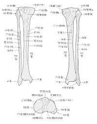 𦙾骨と腓骨の働き 腓骨の役割とは（けいこつとひこつのはたらき ひこつのやくわりとは） | 福岡の弁護士による後遺障害・等級認定サポート