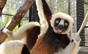 Coquerel S Sifaka Duke Lemur Center Lemur Smiling Animals Animals