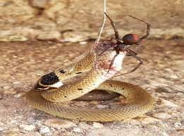 The moment a deadly redback spider kills a red belly black snake ten times its size has been captured in rare footage taken in sydney, australia. Photos Show Ambitious Redback Spider Eating Deadly Snake In Australia The Independent The Independent