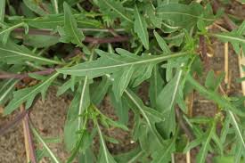 Image result for Diplotaxis tenuifolia