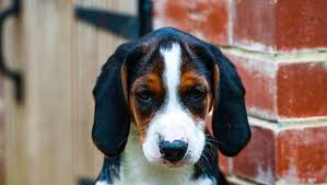The breed was developed in sweden by the founder of the swedish kennel club, count adolf hamilton. Hamiltonstovare Rassebeschreibung Purina