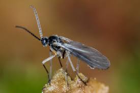 Keep birdbaths and water features clean. Fungus Gnats Which Home Remedies Actually Work Garden Myths