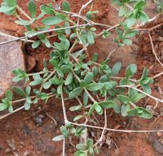 Image result for Blepharis integrifolia