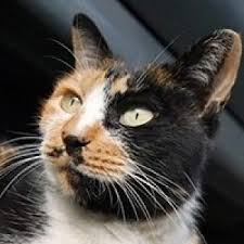 Ruyada Evden Kedi Kovdugunu Gormek Ne Anlama Gelir Neye Isarettir Ruya Tabirleri
