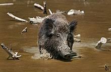 We did not find results for: Wild Pig Wikidata