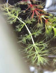 Image result for Aldrovanda vesiculosa