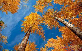 46 Free Fall Wallpapers And Backgrounds Rusty Trees By Wallpaper Stock Autumn Scenery Free Fall Wallpaper Scenery Wallpaper