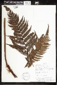 Image result for Cyathea mildbraedii