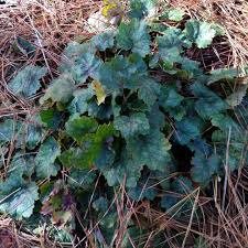 Image result for heuchera americana
