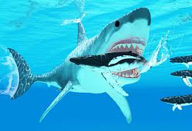 Image result for shark