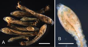 Image result for Hydrostachys insignis