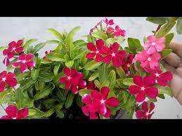 Flower With Tail Impatiens Balsam Gulmehndi Flower Plant Care Tips Impatient To Reproduce Youtube