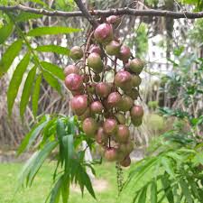 Image result for Lepisanthes