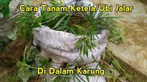 Tepung ubi kayu juga banyak digunakan dalam industri makanan setelah ia artikel malam ini saya kongsikan trik atau teknik menanam ubi kayu supaya berbuah banyak dan lebat. Cara Tanam Ketela Ubi Jalar Di Dalam Karung Youtube
