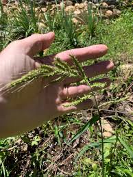 Image result for Echinochloa jubata