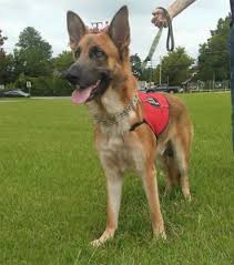 How to treat canine panic attacks remain calm. Can You Get A Service Dog For Anxiety Learn How To Qualify