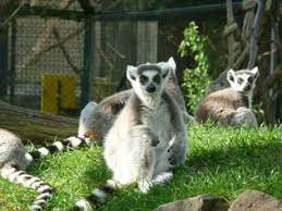 Alle, die den zoo in dieser schwierigen zeit unterstützen, können sich außerdem. Zoo Saarbrucken Tierpark In Saarbrucken Parkscout De