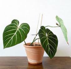 Philodendron Gloriosum Plant Care Houseplant Plant Goals Pretty Plants
