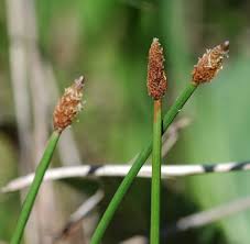 Image result for Eleocharis naumanniana