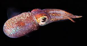 Bobtail Squid Coat Their Eggs In Antifungal Goo Bioluminescent Animals Animals Animal Hide