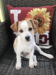 Maybe you would like to learn more about one of these? Adopt Scotty On Petfinder Chihuahua Terrier Mix Terrier Mix Dogs Animal Rescue
