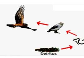 Bunga sepatu dimakan ulat, ulat dimakan burung pipit, burung pipit dimakan elang. Rantai Makanan Dan Jaring Jaring Makanan Biologi Kelas X Sma Ma Biologine Pak Mycunk