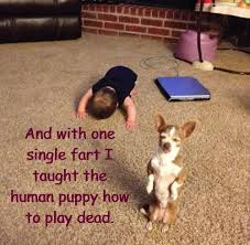 We have 85+ amazing background pictures carefully picked by our community. I Has A Hotdog Dead Funny Dog Pictures Dog Memes Puppy Pictures Pictures Of Dogs Dog Pictures Funny Pictures Of Dogs Dog Memes Puppy Pictures Doge Cheezburger