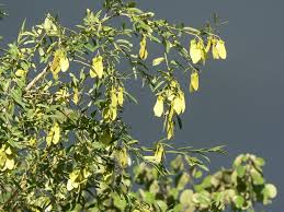 Image result for Securidaca longepedunculata