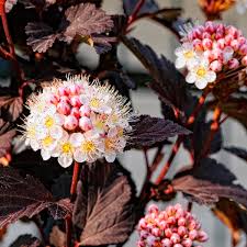 Maybe you would like to learn more about one of these? Common Ninebark Atlantic Ninebark Diabolo Physocarpus Opulifolius My Garden Life