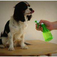 repulsif 100 naturel contre les tiques puces pawouaf blog canin produit anti puce anti puce chien puces chien
