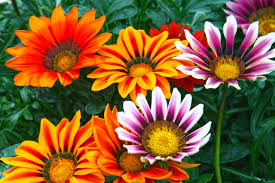 Image result for Geigeria africana