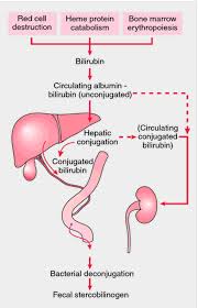 Bilirubin Bilirubin Levels Medical Medical Dictionary
