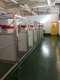 Pet groomer in greensboro, north carolina. Piedmont Triad Dogs By Andy K 9 Services