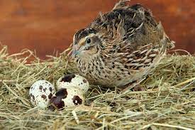 Wachteln sind putzige und gesellige vögelchen und es gibt viele gute gründe, warum sich die wachtelhaltung lohnt. Eier Und Fleisch Von Wachteln Kleine Vogel Grosses Leid