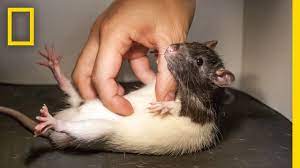 See What Happens When You Tickle A Rat National Geographic Youtube