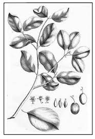 Image result for Manilkara kauki