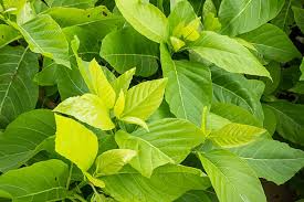 Image result for Pisonia