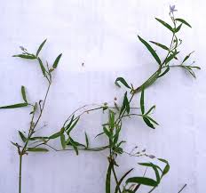 Image result for Oldenlandia affinis