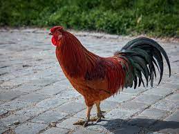 Banyak arti dari mimpi tersebut, misalnya jika anda bermimpi memakan daging ikan segar artinya anda akan mendapatkan harta dari jalan yang tidak diduga. 11 Arti Mimpi Ayam Jago Simbol Keberuntungan Ragam Bola Com