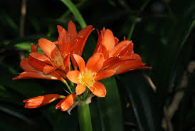 Image result for Cadaba aphylla