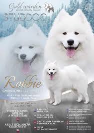 Samojed CZ/SK krycí psi