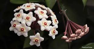 Cutting ( unrooted ) : Hoya Varieties Popular Types And Species Of Hoyas