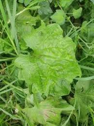 Image result for Plantago palmata