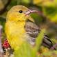 Early Birding Outing