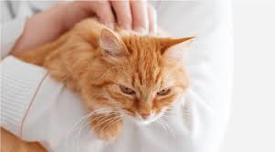 Are certain cats more susceptible to ear infection? Cat Ear Mites How To Treat Them 2020 Entirelypets